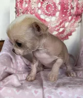Pinkie, a female Chihuahua for sale in Shevlin, MN – 2 of 10
