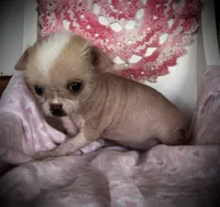 Pinkie, a female Chihuahua for sale in Shevlin, MN – 4 of 10