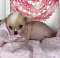 Pinkie, a female Chihuahua for sale in Shevlin, MN – 3 of 10