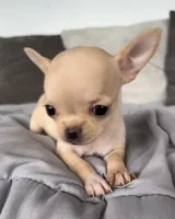 Tilly, a female Chihuahua for sale in Shevlin, MN – 5 of 6