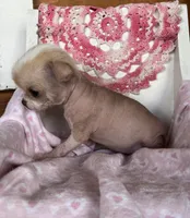 Pinkie, a female Chihuahua for sale in Shevlin, MN – 6 of 10