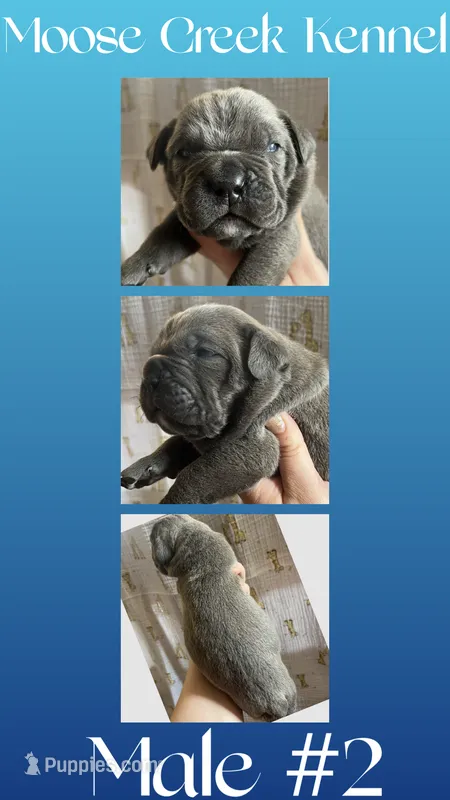 Male #2 – Cane Corso, Olde English Bulldogge puppy for sale in Shevlin, MN