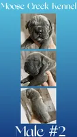 Male #2, a male Cane Corso and Olde English Bulldogge for sale in Shevlin, MN – 1 of 3