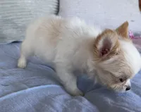 Snowflake , a male Chihuahua for sale in Shevlin, MN – 2 of 8