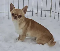Fawn, a female Chihuahua for sale in Shevlin, MN – 9 of 9