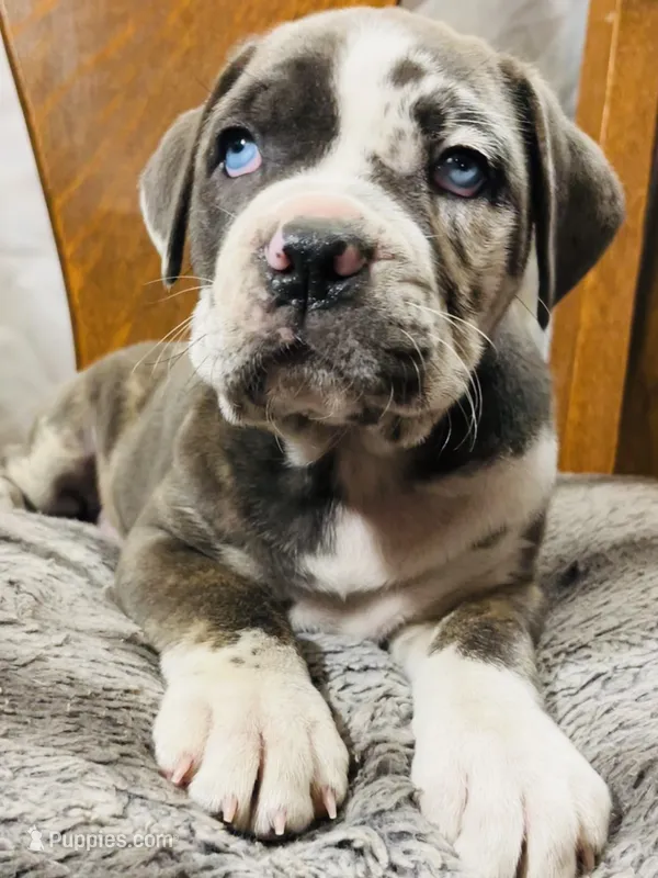 Female #6 – Cane Corso, Olde English Bulldogge puppy for sale in Shevlin, MN