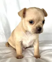 Willie, a male Chihuahua for sale in Shevlin, MN – 1 of 10