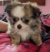 Munchkin , a male Chihuahua for sale in Shevlin, MN – 9 of 9