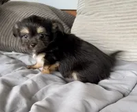 Scruffy, a male Chihuahua and Chinese Crested for sale in Shevlin, MN – 9 of 10