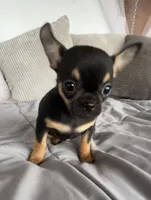 Timmy, a male Chihuahua for sale in Shevlin, MN – 7 of 10