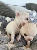 Taffy, a female Chihuahua for sale in Shevlin, MN – 5 of 6