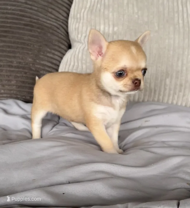 Fawn – Chihuahua puppy for sale in Shevlin, MN