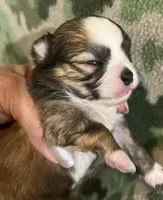 Ivy’s boy, a male Chihuahua for sale in Shevlin, MN – 3 of 10