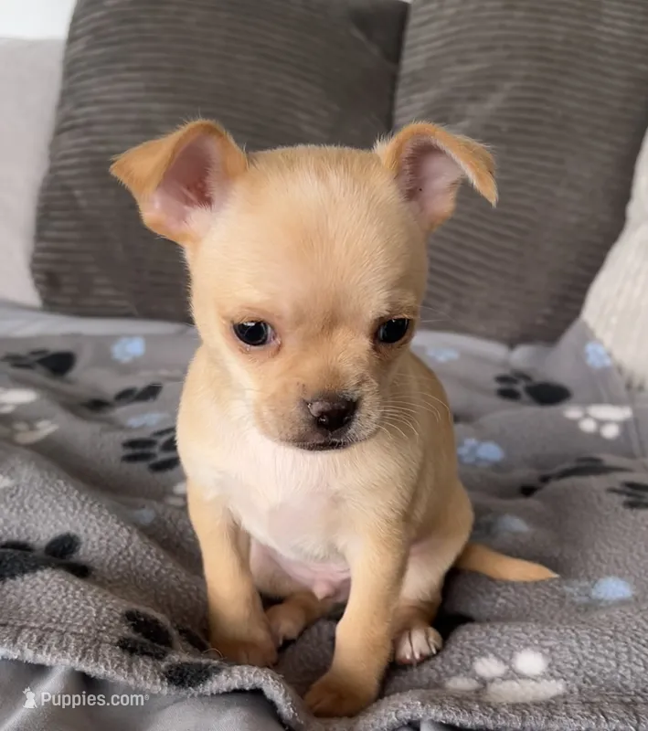 Willie – Chihuahua puppy for sale in Shevlin, MN