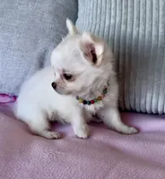 Snowflake , a female Chihuahua for sale in Shevlin, MN – 2 of 10