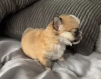 Tommy, a male Chihuahua for sale in Shevlin, MN – 3 of 10