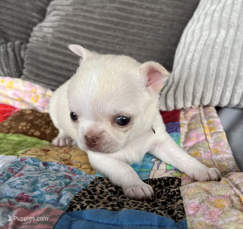 Taffy – Chihuahua puppy for sale in Shevlin, MN