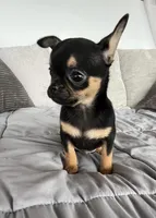 Timmy, a male Chihuahua for sale in Shevlin, MN – 5 of 10