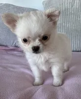 Snowflake , a female Chihuahua for sale in Shevlin, MN – 10 of 10