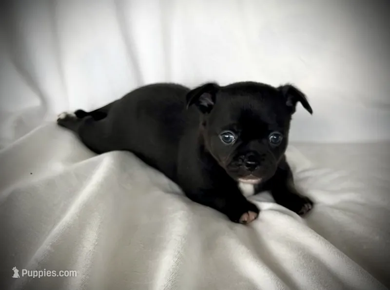 Cole – Chihuahua puppy for sale in Shevlin, MN