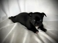 Cole, a male Chihuahua for sale in Shevlin, MN – 1 of 10