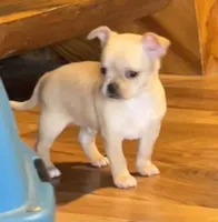 Willie, a male Chihuahua for sale in Shevlin, MN – 5 of 10