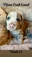 Female #2, a female Cane Corso and Olde English Bulldogge for sale in Shevlin, MN – 5 of 7