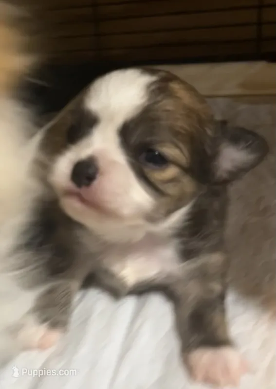Ivy’s boy – Chihuahua puppy for sale in Shevlin, MN