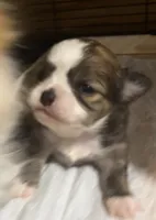 Ivy’s boy, a male Chihuahua for sale in Shevlin, MN – 1 of 10