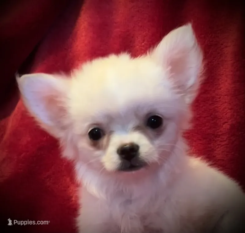 Icy – Chihuahua puppy for sale in Shevlin, MN