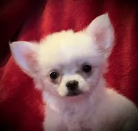 Icy, a female Chihuahua for sale in Shevlin, MN – 1 of 10
