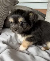Scruffy, a male Chihuahua and Chinese Crested for sale in Shevlin, MN – 2 of 10
