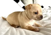 Willie, a male Chihuahua for sale in Shevlin, MN – 9 of 10