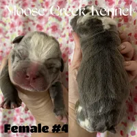 Female #4, a female Cane Corso and Olde English Bulldogge for sale in Shevlin, MN – 2 of 3
