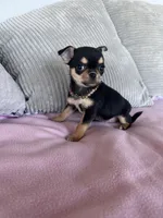Black and tan girl #2, a female Chihuahua for sale in Shevlin, MN – 8 of 8