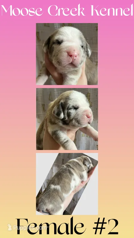 Female #2 – Cane Corso, Olde English Bulldogge puppy for sale in Shevlin, MN