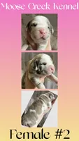 Female #2, a female Cane Corso and Olde English Bulldogge for sale in Shevlin, MN – 1 of 3