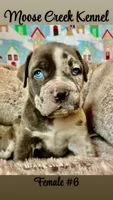 Female #6, a female Cane Corso and Olde English Bulldogge for sale in Shevlin, MN – 5 of 7