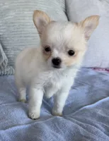 Snowflake , a male Chihuahua for sale in Shevlin, MN – 7 of 8