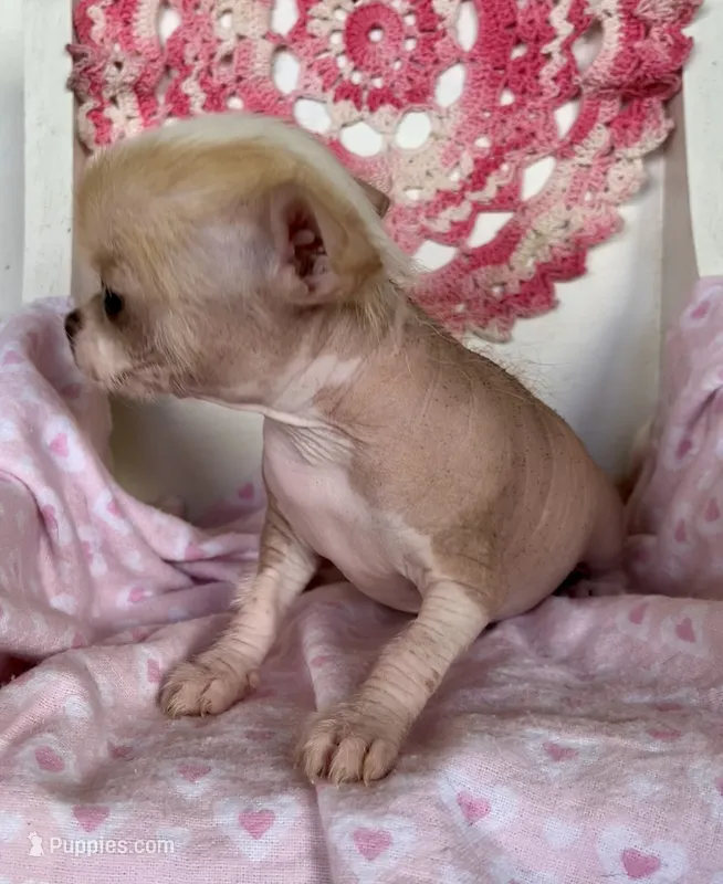 Pinkie – Chihuahua puppy for sale in Shevlin, MN