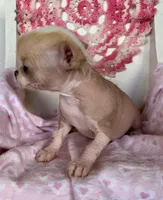 Pinkie, a female Chihuahua for sale in Shevlin, MN – 1 of 10
