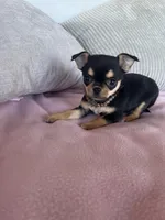 Black and tan girl #2, a female Chihuahua for sale in Shevlin, MN – 6 of 8