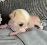 Pinky, a female Chihuahua for sale in Shevlin, MN – 10 of 10