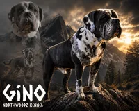 Female #2, a female Cane Corso and Olde English Bulldogge for sale in Shevlin, MN – 6 of 7