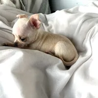 Tiny girl, a female Chihuahua for sale in Shevlin, MN – 5 of 10