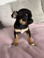 Tammy, a female Chihuahua for sale in Shevlin, MN – 4 of 10