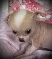Pinkie, a female Chihuahua for sale in Shevlin, MN – 10 of 10