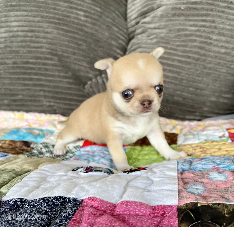 Fawn – Chihuahua puppy for sale in Shevlin, MN
