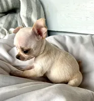 Tiny girl, a female Chihuahua for sale in Shevlin, MN – 10 of 10