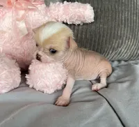 Pinky, a female Chihuahua for sale in Shevlin, MN – 4 of 10
